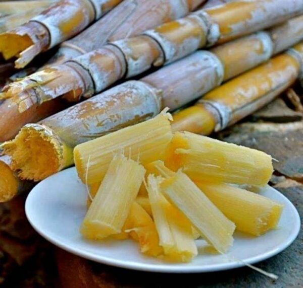 Sugarcane