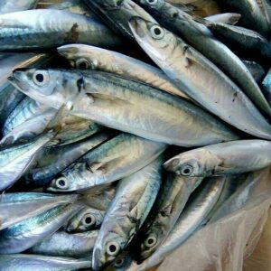 Fish