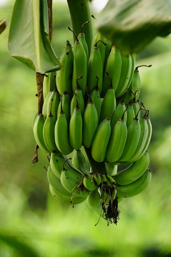 banana, fruit, food, green, plant, organic, healthy, nutrition, nature, tropical, closeup, banana, banana, banana, banana, banana