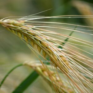 harvest, grain, spikelets, agriculture, food, nature, close up, 4k wallpaper, laptop wallpaper, mac wallpaper, grain straw, top, spike, desktop backgrounds, nature background, background, barley field, hd wallpaper, windows wallpaper, cereal type, cornfield, ear, barley ear, macro, full hd wallpaper, cool backgrounds, nature wallpaper, wallpaper 4k, free background, barley grain, summer, beautiful wallpaper, wallpaper hd, 4k wallpaper 1920x1080, barley, free wallpaper, field