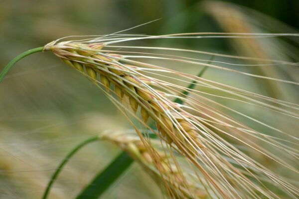 harvest, grain, spikelets, agriculture, food, nature, close up, 4k wallpaper, laptop wallpaper, mac wallpaper, grain straw, top, spike, desktop backgrounds, nature background, background, barley field, hd wallpaper, windows wallpaper, cereal type, cornfield, ear, barley ear, macro, full hd wallpaper, cool backgrounds, nature wallpaper, wallpaper 4k, free background, barley grain, summer, beautiful wallpaper, wallpaper hd, 4k wallpaper 1920x1080, barley, free wallpaper, field