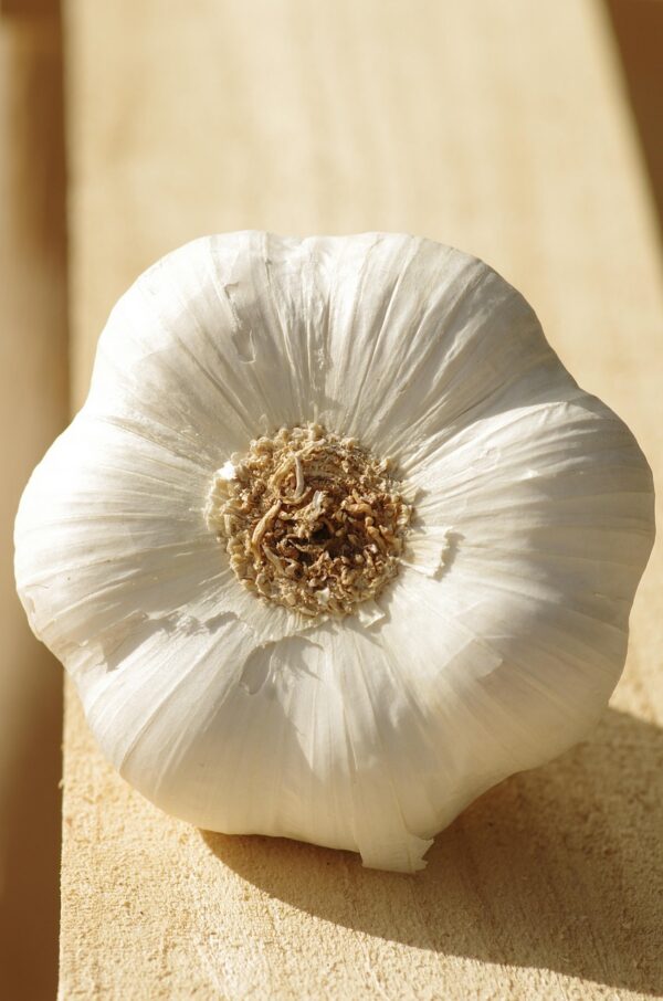 garlic, garlic white, cultivated garlic, bulb of garlic, food, culture, agriculture, flavors, rhone alpes, drome, france, garlic, garlic, garlic, garlic, garlic