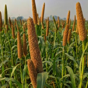 Healthy pearl millet stalks growing in a vibrant field in Haryana, India.