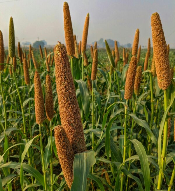 Healthy pearl millet stalks growing in a vibrant field in Haryana, India.