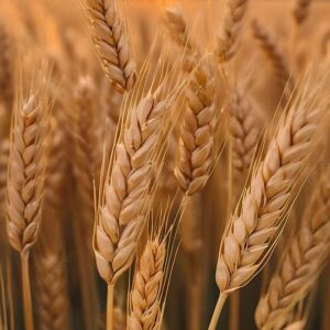 Wheat