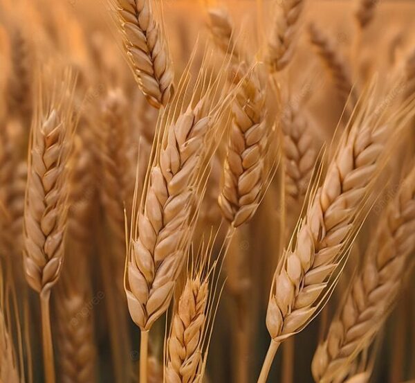 Wheat